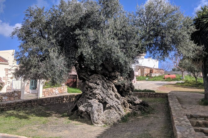 Afternoon Tour: Soap, Olive Oil & Wine Stories of Peza Village - Key points about the Peza afternoon