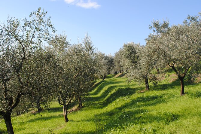 Afternoon Tour: Soap, Olive Oil & Wine Stories of Peza Village - Who will enjoy this afternoon most