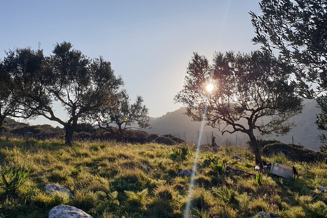 Authentic Olive Oil and Cultural Experience in Crete - Why Kritsa is the right place for an olive oil day