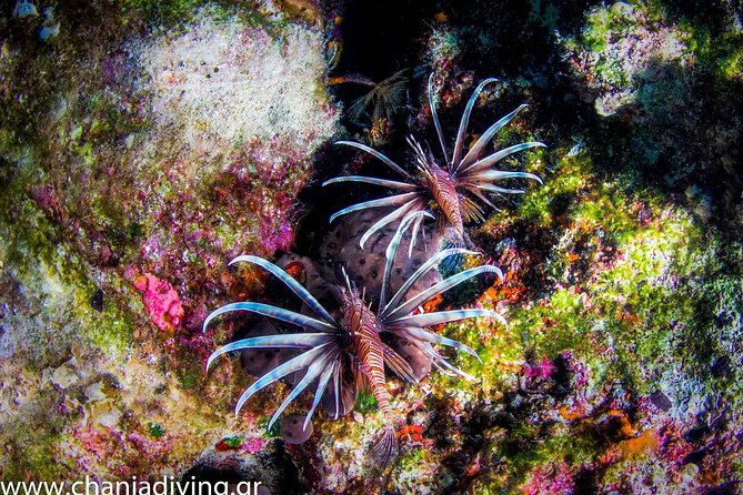 Boat Trip in Crete with Guided Snorkeling and Free Pick up! - Marathi’s calm, clear water