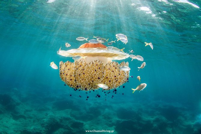 Boat Trip in Crete with Guided Snorkeling and Free Pick up! - What the crew adds to the experience