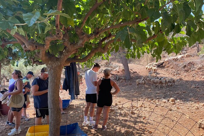 Chania Area: Cooking Class at a Farm in Stylos Village (organic) - Sharing lunch with the family