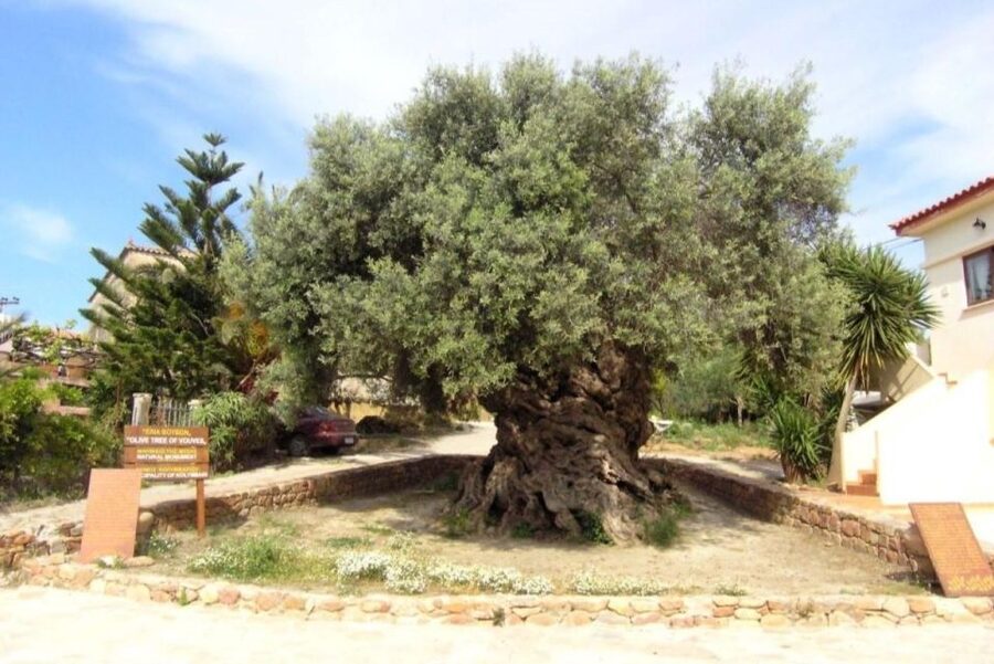 Chania Area: Food Tasting Tour with Winery Visit & Swim Stop - Pnevmatikakis Winery in Kissamos