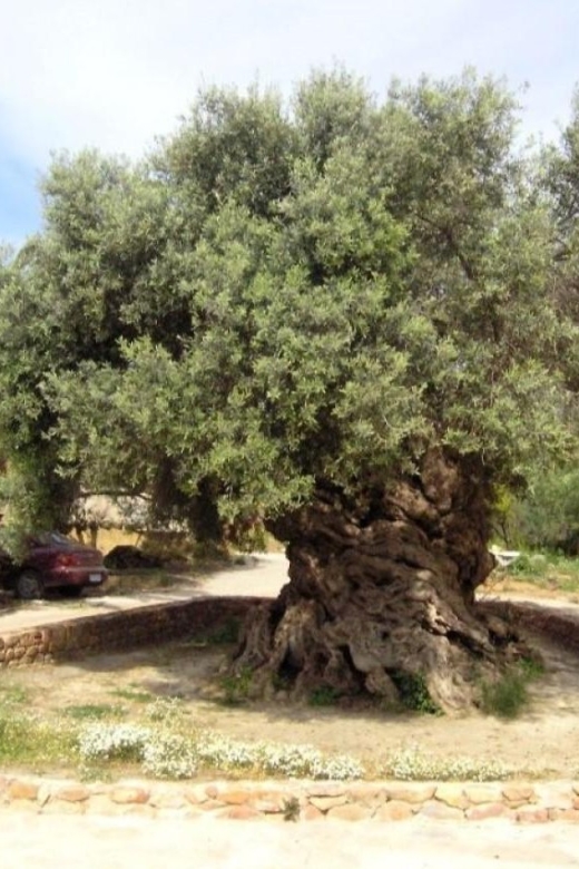 Chania Area: Food Tasting Tour with Winery Visit & Swim Stop - Transport, pickup and pace