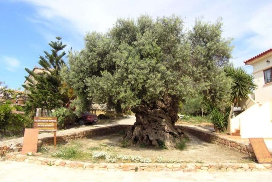 Chania Area: Food Tasting Tour with Winery Visit & Swim Stop - Vouves and a 3,000-year-old olive tree