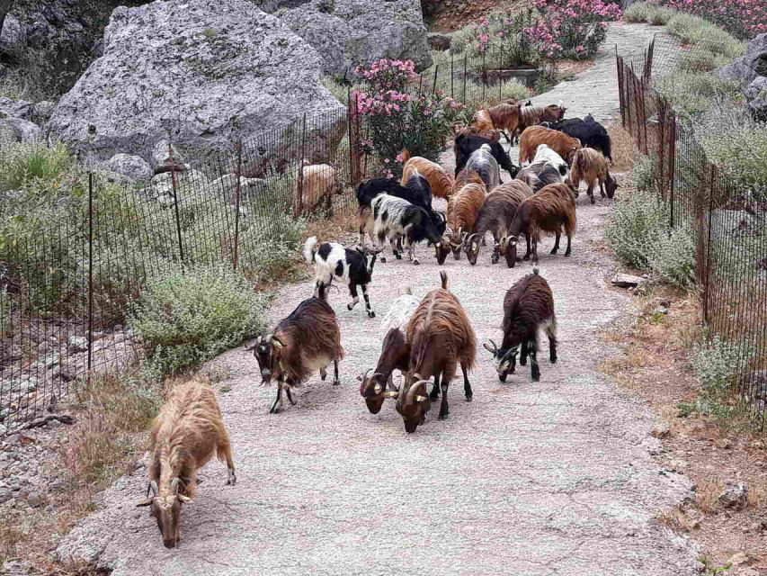Chania: Balos and Falassarna Tour with Loungers and Lunch - Timing, weather, and booking details