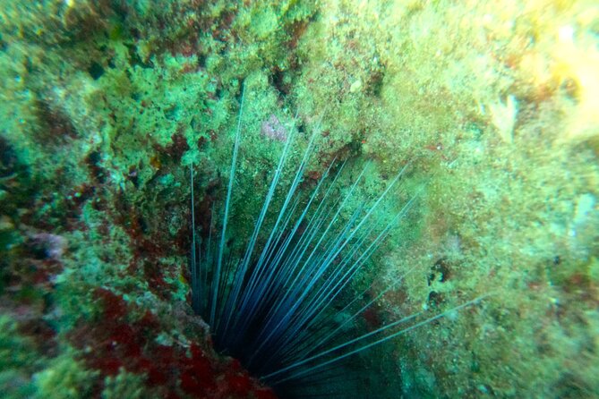 Chania Guided Snorkeling and Boat Excursion - First stop: a clear-water introduction