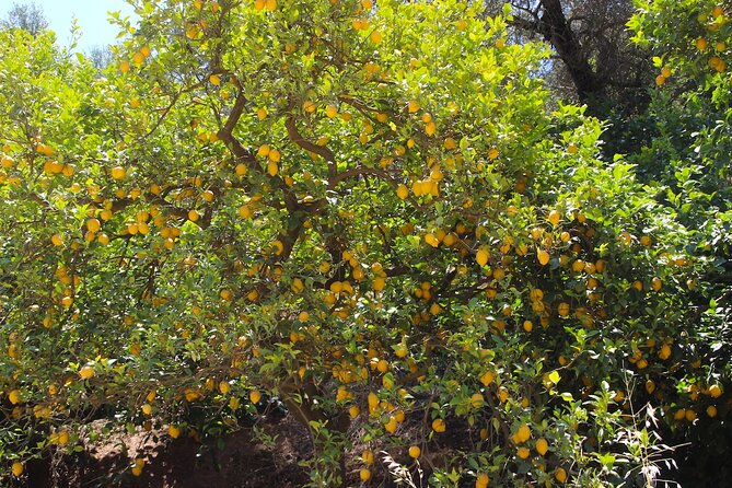 Chania Nature & Villages, White Mountains & Unique Cretan Lunch - Kirtomados and a working avocado farm