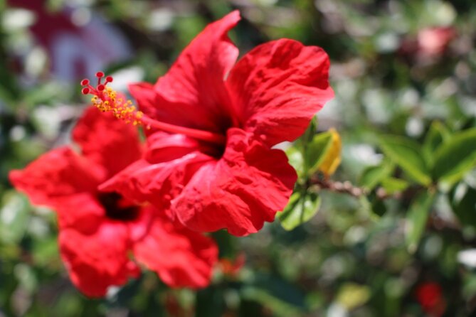 Chania Nature & Villages, White Mountains & Unique Cretan Lunch - Lakki lunch, the heart of the day