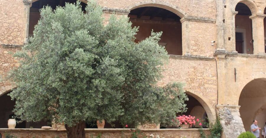 Chania Private Olive Oil Tour: Oil Tasting & Villages Tour - Why this tour works for olive oil lovers