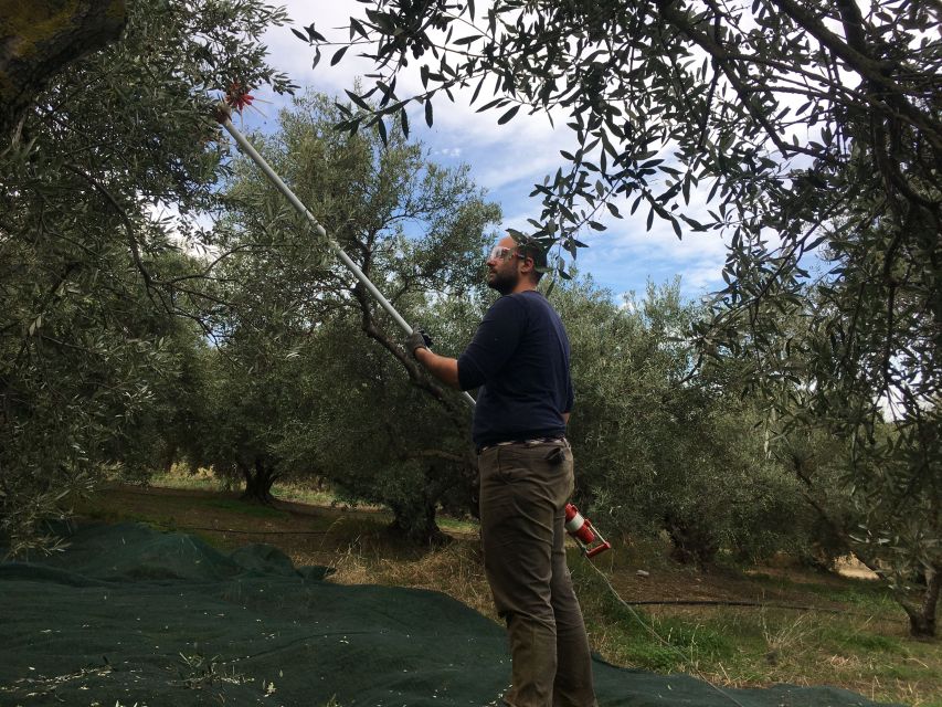 Chania Private Olive Oil Tour: Oil Tasting & Villages Tour - The modern factory and the final tasting