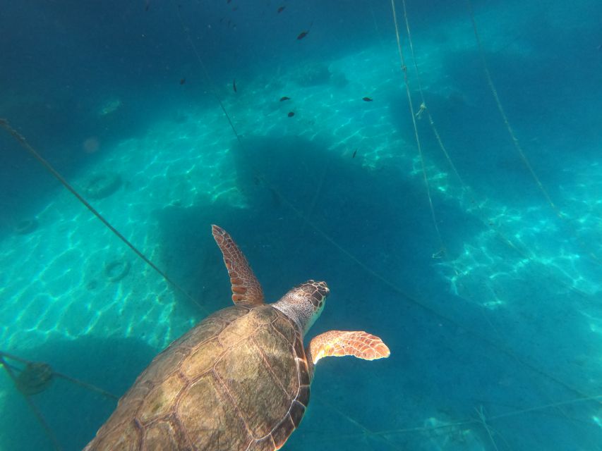 Chania: Stand-Up Paddleboard Small Group Tour - Watching for turtles and smaller sea life