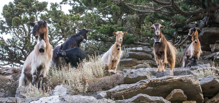 Chania: White Mountains Safari Tour with Lunch and Tastings - Who gets the most from the $176 price
