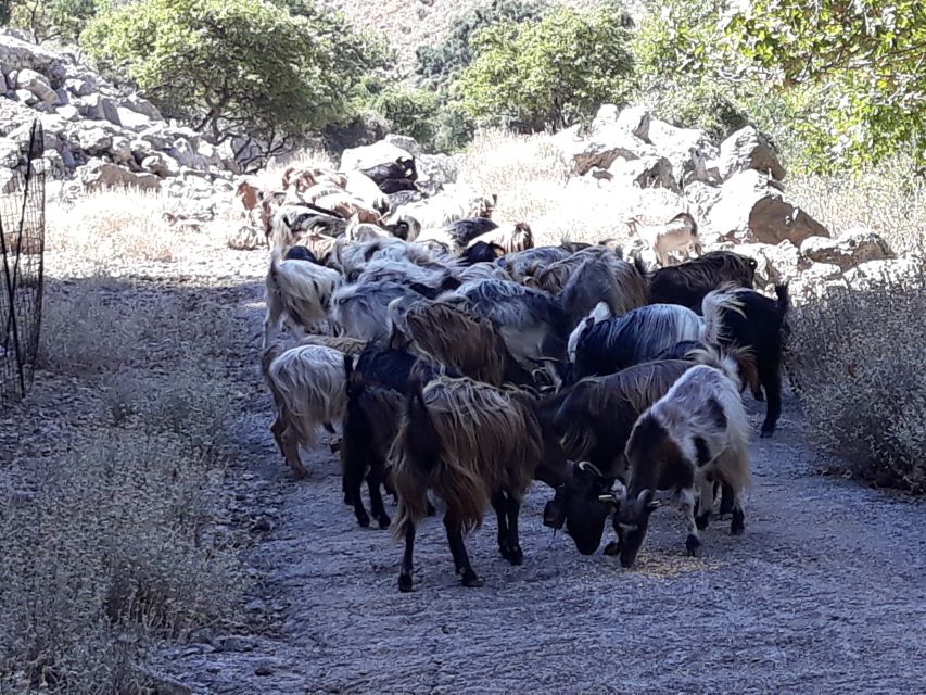 Chania: White Mountains Safari Tour with Lunch and Tastings - The off-road climb through Sebronas Gorge