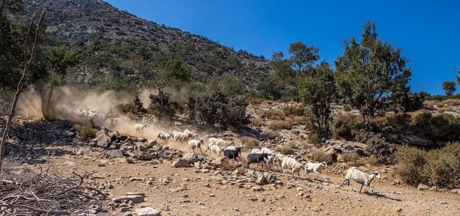 Chania: White Mountains Safari Tour with Lunch and Tastings - Lunch above Samaria Gorge