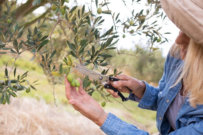 Cretan Wines & Olive oil tour - The treasures of Crete - Thrapsano pottery and a Minoan tradition