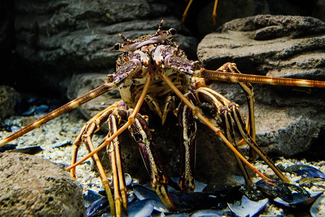 CRETAquarium Entrance Ticket in Crete - How long should you stay?