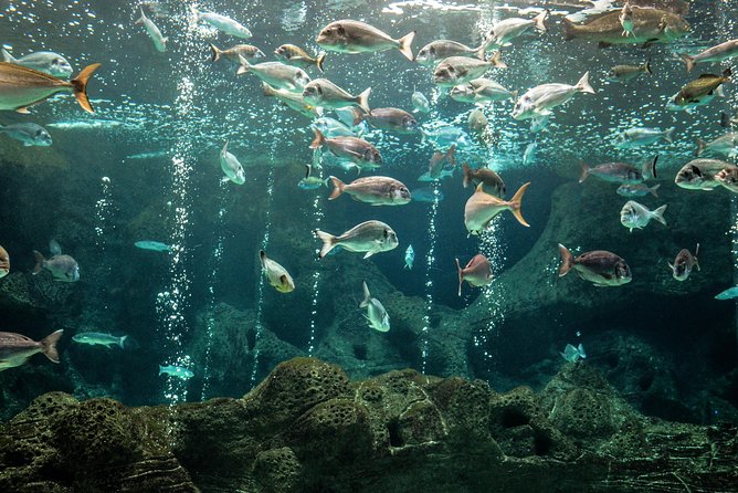 CRETAquarium Entrance Ticket in Crete - The setting adds value to a short visit