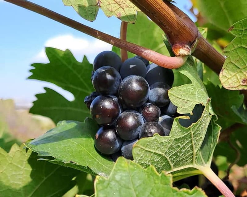 Crete: 2 Wineries Tour with Wine Tasting & Lunch - Winery one: organic methods and five wines