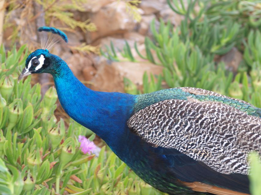 Crete: Agios Nikolaos, Kritsa and Amazonas Park Day Trip - Should You Book This Eastern Crete Excursion?