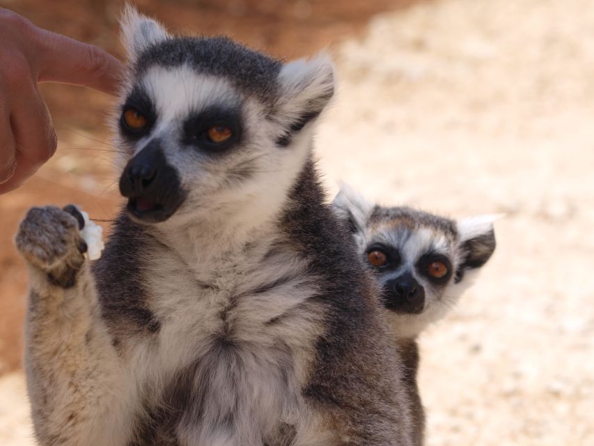 Crete: Agios Nikolaos, Kritsa and Amazonas Park Day Trip - What the $61 Price Really Covers