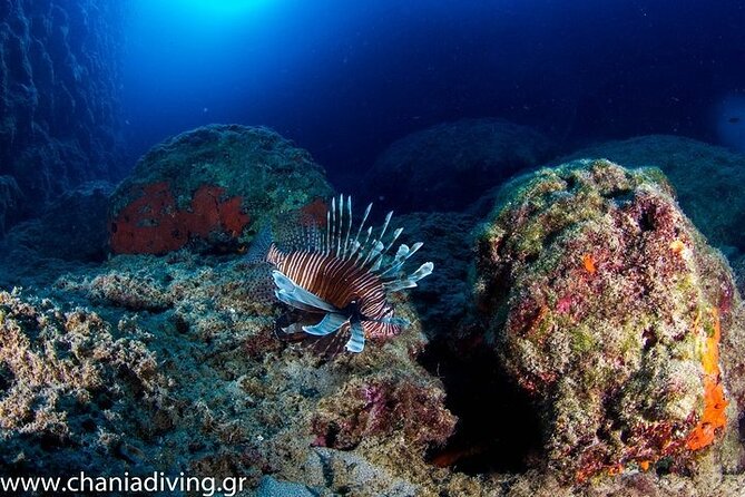 Crete-Chania: Snorkeling & Scuba Dive for Beginners by Boat - Why mixed groups and families may like this outing