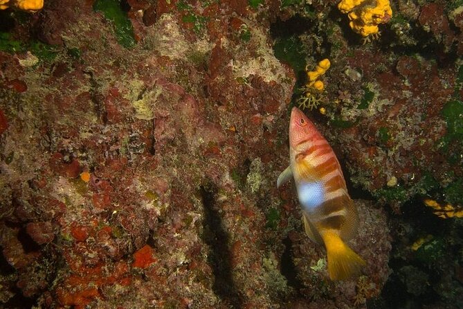 Crete-Chania: Snorkeling & Scuba Dive for Beginners by Boat - Price, transport, and what to bring