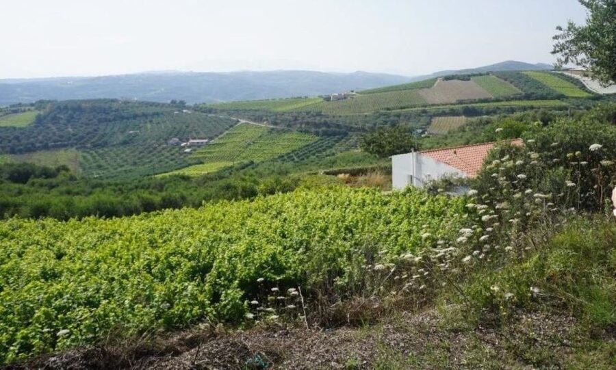 Crete: Full-Day Cretan Wines, Olive Oil, Raki and Food Tour - The family winery and five Cretan wines