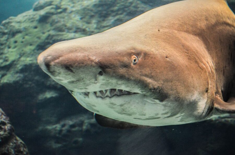 Crete: Heraklion Center, Local Market and Creta Aquarium - Key points to know before booking