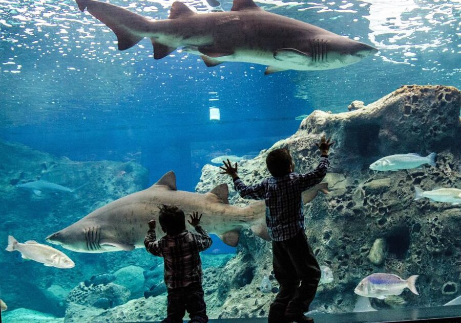 Crete: Heraklion Center, Local Market and Creta Aquarium - Who will get the most from this tour