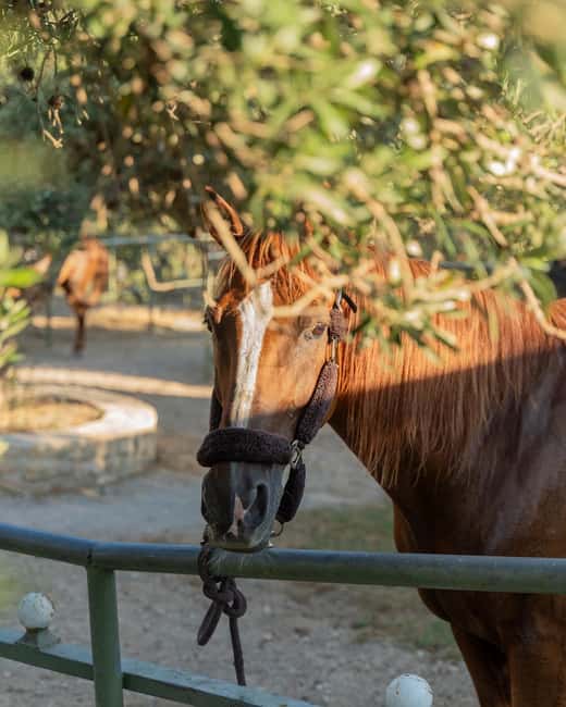 Crete Horse Riding: East Coastline Ride - What the small group and guides mean for you