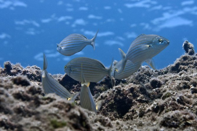 Crete Introductory Scuba Diving Experience - What happens at 9:00 in the morning