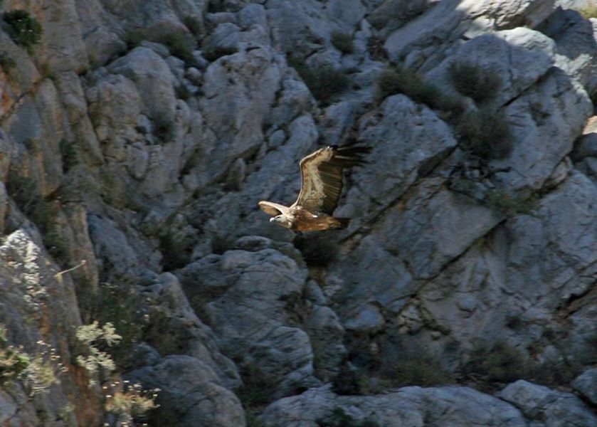 Crete: Land Rover Safari Through Katharo Plateau - From Mirabello Bay to Crete’s mountain roads