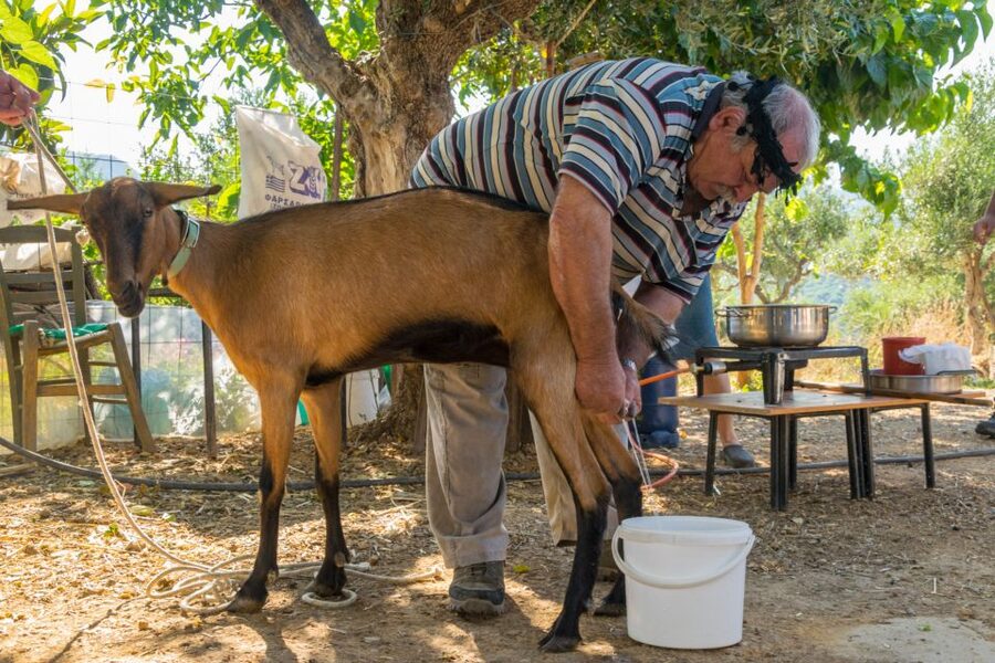 Crete: Lasithi Plateau and Cave of Zeus Off-Road Safari Tour - Key points to know before booking