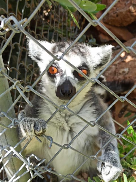 Crete: Milatos Cave Amazonas Zoo Park Jeep Safari Tour - Off-road Crete at 900 meters