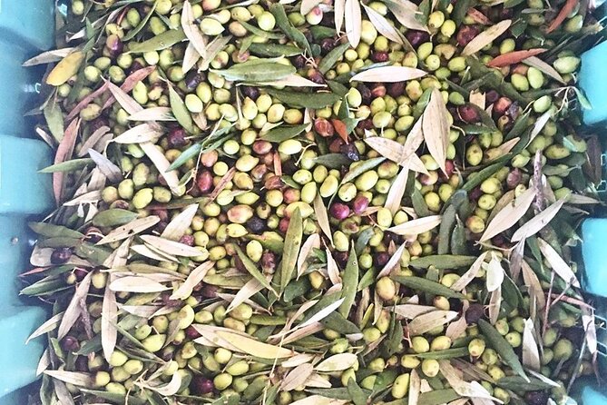 Crete: Olive Oil, Soap, Wine, Raki - Flavorful Culinary Journey - The unexpected soap-making stop