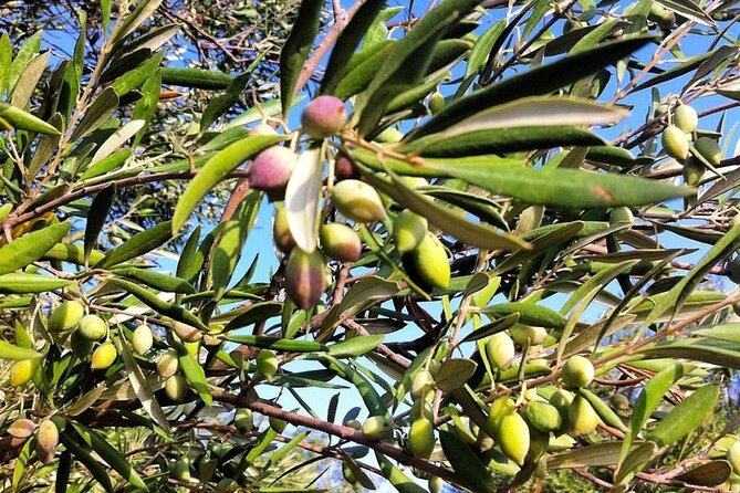 Crete: Olive Oil, Soap, Wine, Raki - Flavorful Culinary Journey - Lunch at a village tavern around 3 p.m.