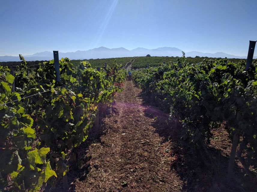 Crete: Olive, Wine, & Raki on a Flavorful Culinary Journey - What the $126 price really buys