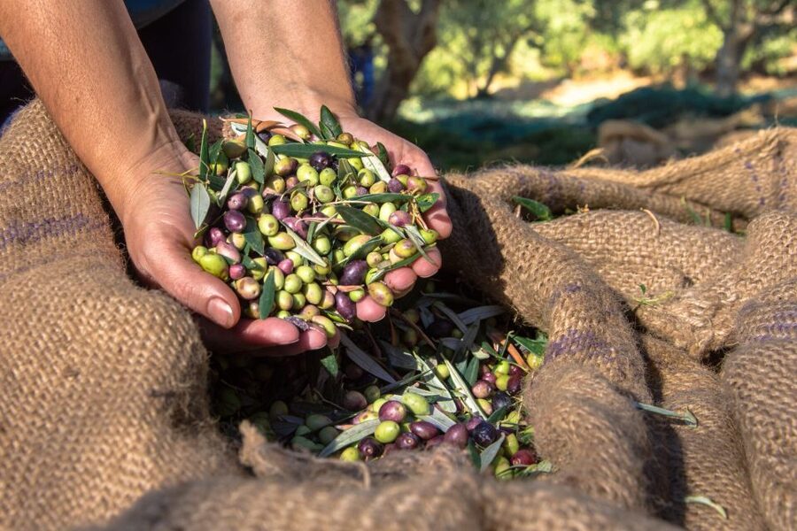 Crete: Olive, Wine, & Raki on a Flavorful Culinary Journey - Who should book this outing