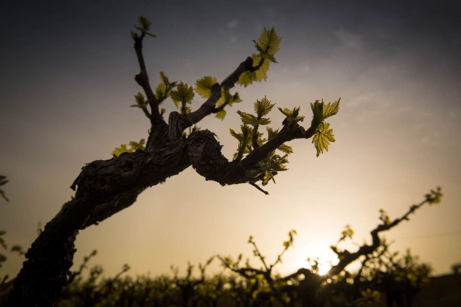 Crete: Olive, Wine, & Raki on a Flavorful Culinary Journey - From Heraklion to the olive groves of Skalani