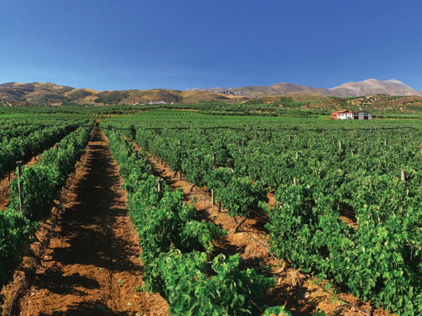 Crete Private Tour: The Secrets of Wine, Olives & Honey - What the private 4x4 setup means for you