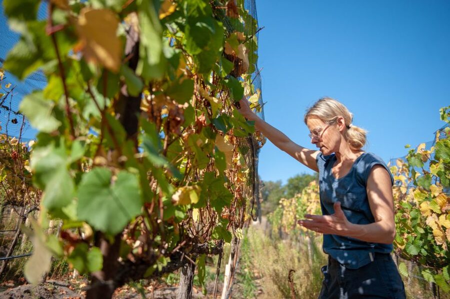 Crete Private Tour: The Secrets of Wine, Olives & Honey - Klados Winery: a gentle introduction to Cretan wine
