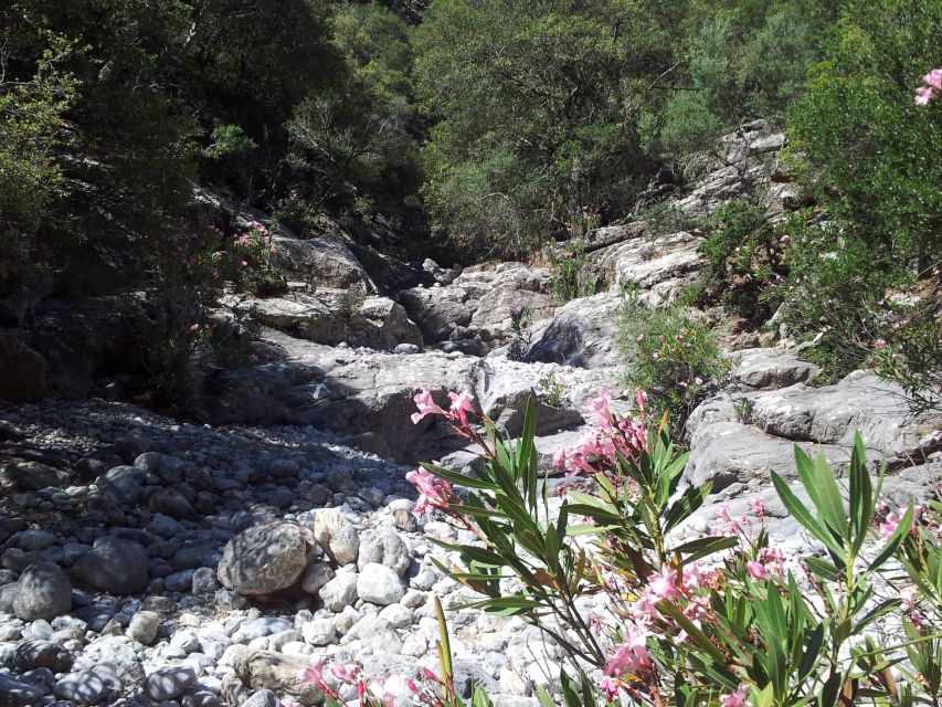 Crete: Richtis Waterfall Full-Day Tour with Olive Tasting - Meeting a 3,250-year-old olive tree