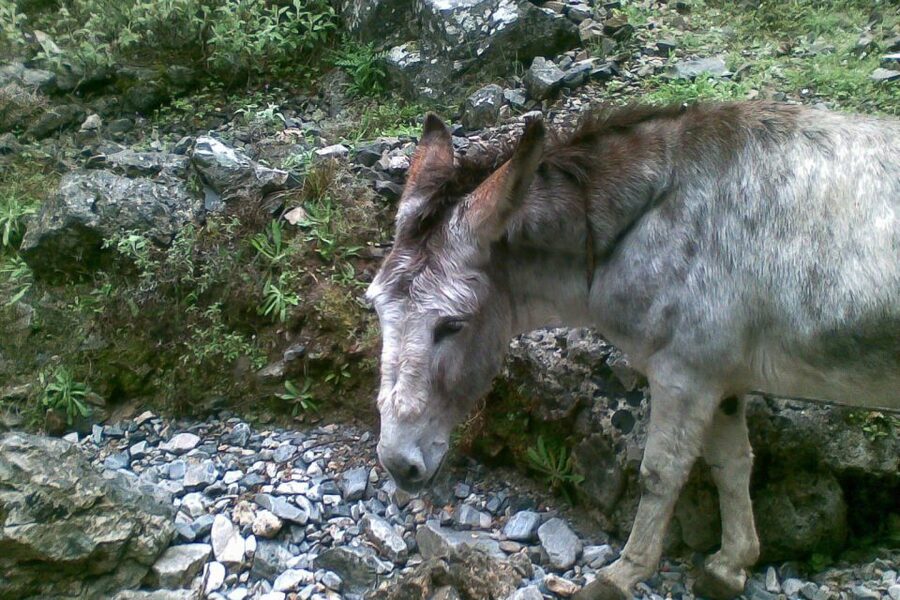 Crete: Samaria Gorge Hiking with transfer and expert Escort - Is the $47 price good value?