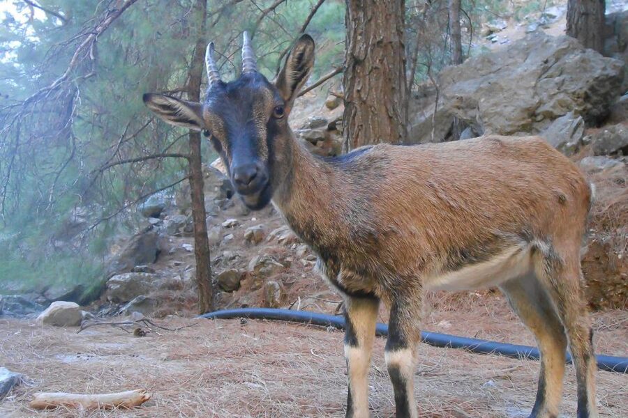 Crete: Samaria Gorge Hiking with transfer and expert Escort - Timing, comfort, and practical limits