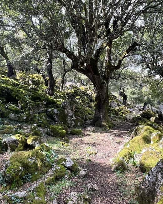 Crete: Sarakina Gorge, Forests, and South Coast Safari - Who will enjoy this Crete safari