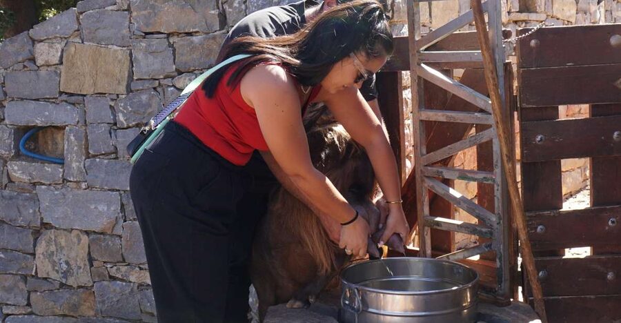 Crete: Shepherd’s Life & Psiloritis Mountain Tour with Meal - A small farm visit with real work to do