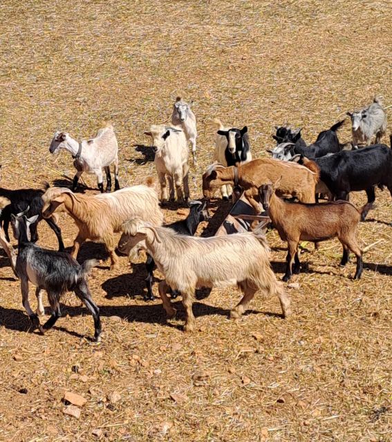 Crete: Shepherd’s Life & Psiloritis Mountain Tour with Meal - Antikristo lamb and a proper farm lunch