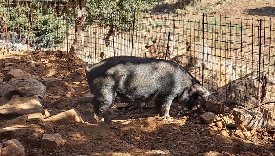 Crete: Shepherd’s Life & Psiloritis Mountain Tour with Meal - Who will enjoy this Cretan mountain day
