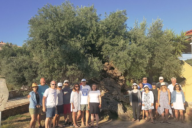 Crete Wine and Olive Oil Tour - Vouves and its ancient olive tree